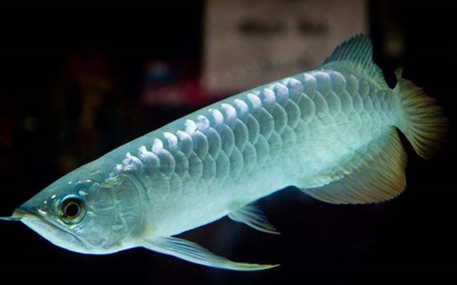 Cá rồng Platinum