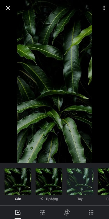 Chế độ nền tối trên Google Photos 1 6