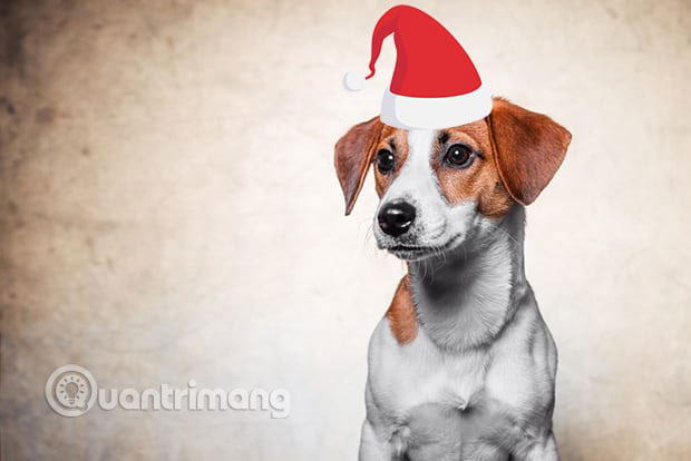 Áp dụng tương tự cho ảnh thú cưng