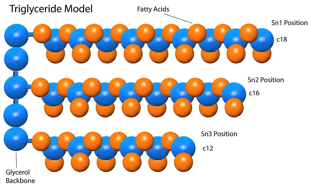 triglyceride-l-g-ch-s-triglyceride-b-nh-th-ng-l-bao-nhi-u