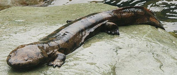 Kỳ nhông khổng lồ Trung Quốc