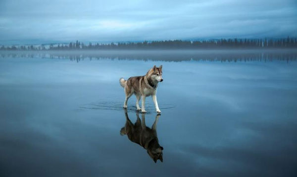 Chú Husky Sibir này có khả  năng đặc biệt, có thể lướt được trên mặt nước?