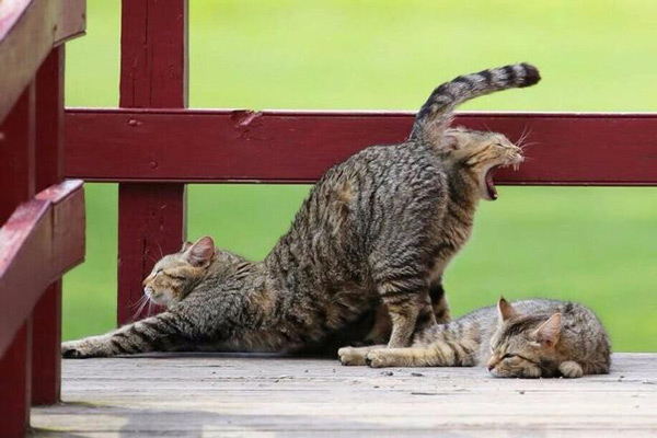 Đúng góc chụp, đúng thời điểm sẽ cho ra những bức ảnh hại não thế này
