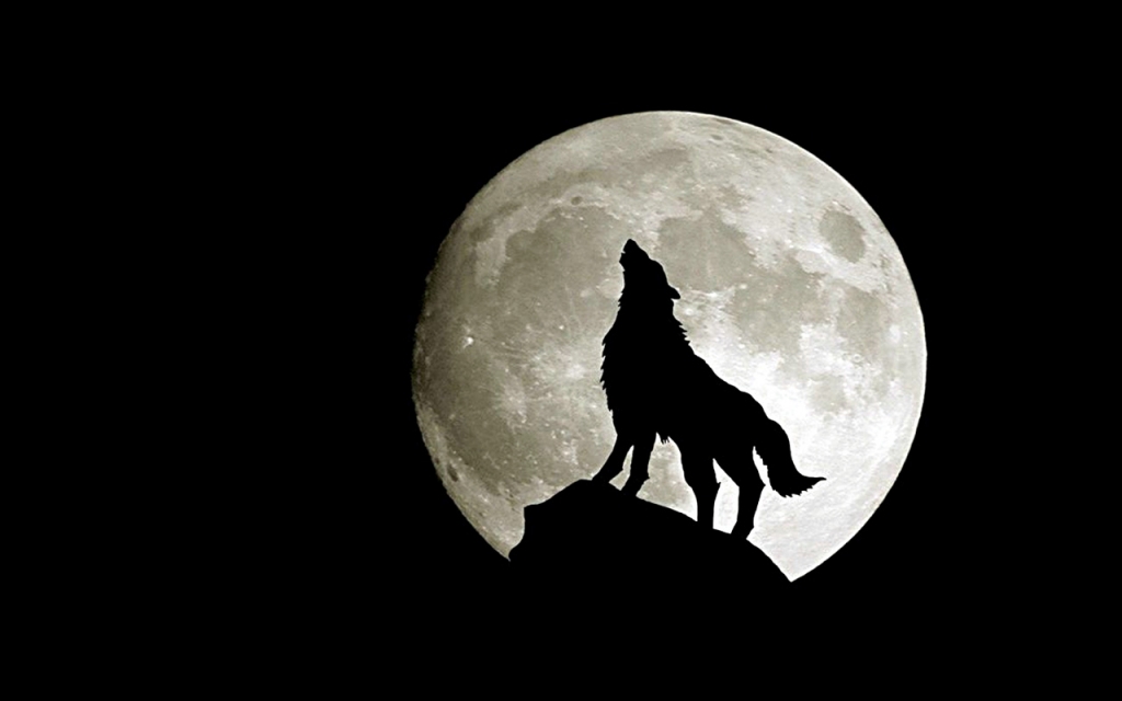 Top 101 hình nền chó sói đẹp cho điện thoại đẹp nhất