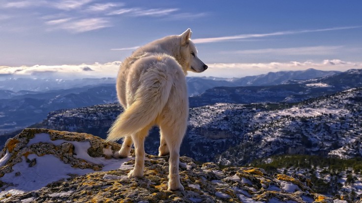 TOP 25 Hình nền chó sói 3d đẹp Full HD dành cho ĐT