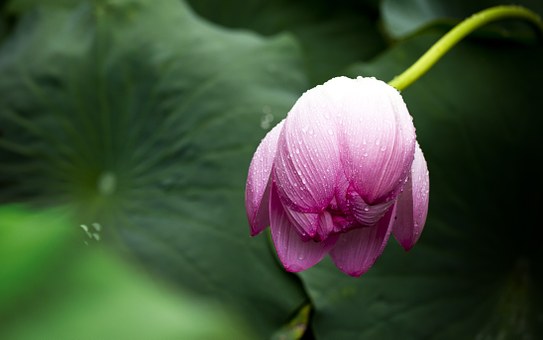Hình ảnh hoa sen đẹp nhất bạn không thể bỏ qua - QuanTriMang.com