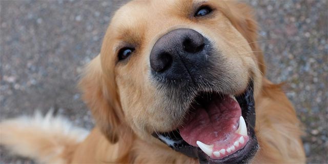 Chủ của những chú cho “kém văn minh” cũng sẽ bị phạt