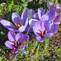 Cách sử dụng saffron để cải thiện sức khỏe và làn da Cách sử dụng saffron để cải thiện sức khỏe và làn da
