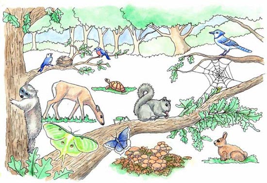 Đông thực vật còn sở hữu nhiều công dụng bất ngờ mà chúng ta chưa khám phá ra