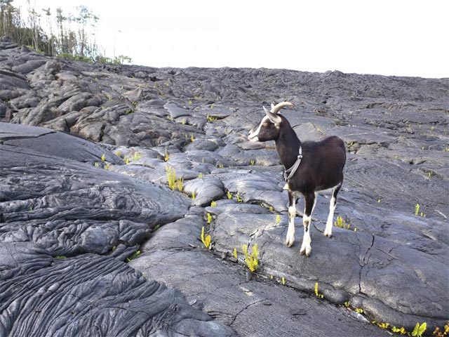 Loài dê sống tại khu vực gần núi lửa thường có biểu hiện lạ trước mỗi vụ phun trào