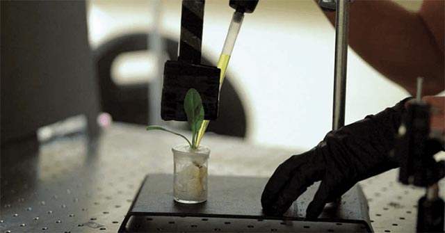 Các ống nano carbon siêu nhỏ được gắn vào lá rau bina thông qua khí khổng.