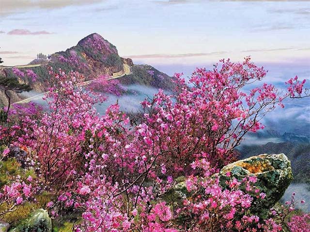 Bụi hoa đỗ quyên bên vách núi