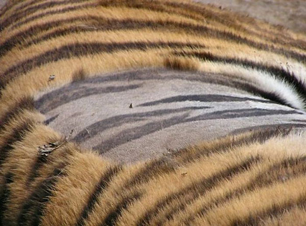 Dưới lớp lông dày của con hổ là một lớp da sậm màu và có họa tiết cực kỳ "ăn nhập" với bộ lông