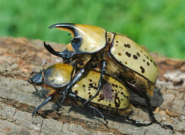 Bọ cánh cứng có đời sống tình dục rất đa dạng trong thế giới côn trùng