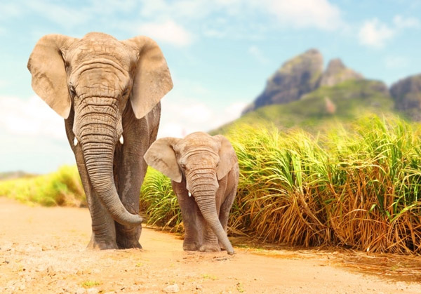 Voi rừng châu Phi. (Ảnh: Shutterstock).