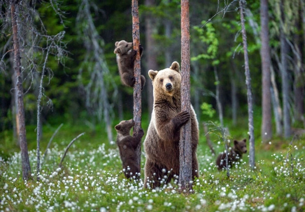 Gấu nâu (Ursus arctos). (Ảnh: Shutterstock).