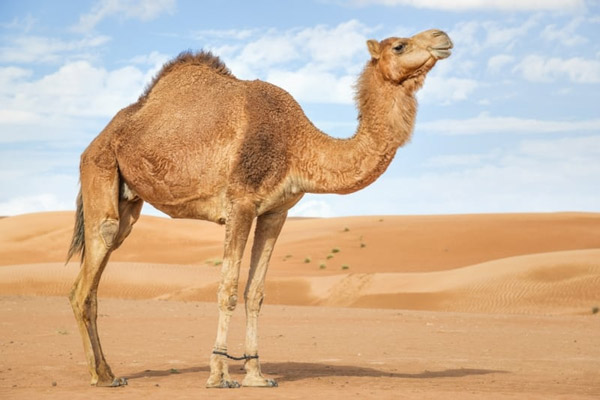 Lạc đà một bướu. (Ảnh: Shutterstock).