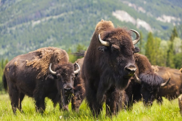 Bò rừng bison Mỹ. (Ảnh: Shutterstock).