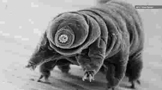 Hình ảnh loài gấu nước chụp dưới kính hiển vi