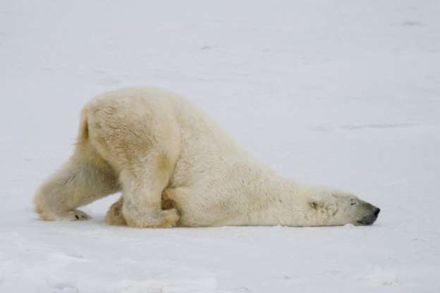 Chú gấu Bắc cực này có vẻ như đã phải trải qua một ngày dài bận rộn