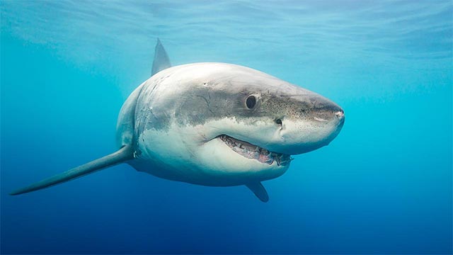 Cá mập là những sát thủ tàn nhẫn ngay từ khi còn là một phôi thai