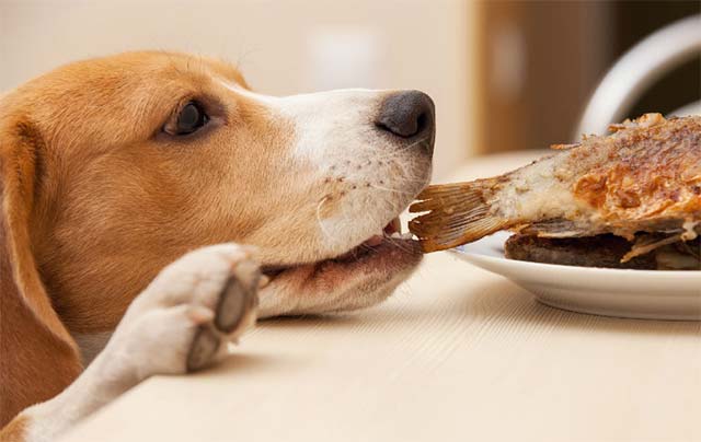 Những loại thực phẩm quen thuộc của con người mà loài chó ăn được ...