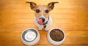 Những loại thực phẩm quen thuộc của con người mà loài chó ăn được và không ăn được