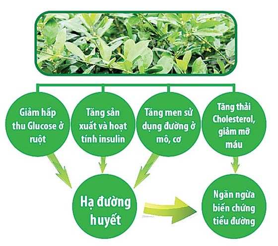dây thìa canh có tác dụng gì