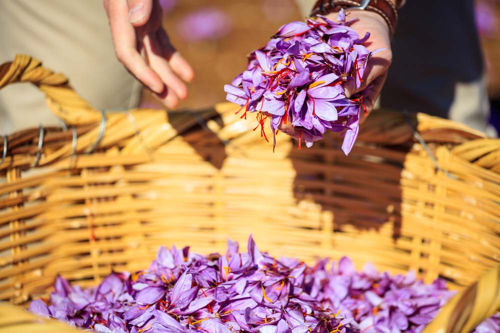 giá nhụy hoa nghệ tây