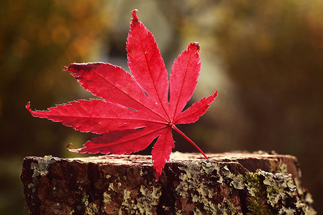 Bộ hình nền lá phong đỏ siêu đẹp của mùa thu