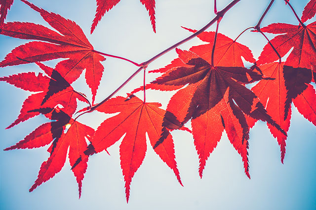 Hình ảnh lá vàng rơi tuyệt đẹp - Hình nền mùa thu | Hình ảnh, Hình nền,  Phong cảnh