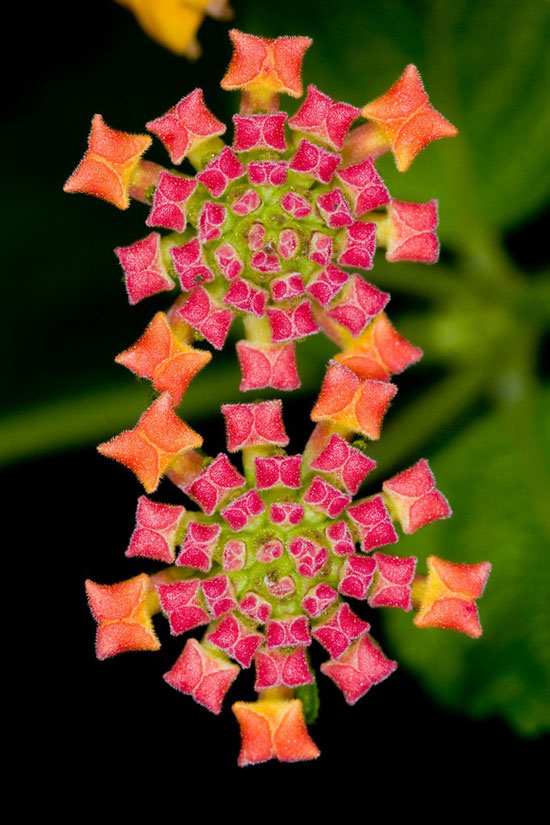 Họa tiết đối xứng trên những bông hoa nở rộ này không khác gì các hình thêu trang trí từ bàn tay khéo léo của con người tạo ra