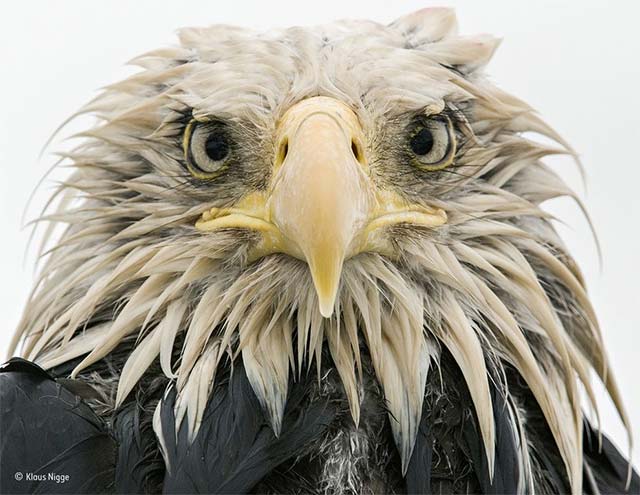 Bold eagle"
