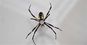 Đừng giết nhện mà hãy cảm ơn vì chúng đã xuất hiện trong nhà của bạn