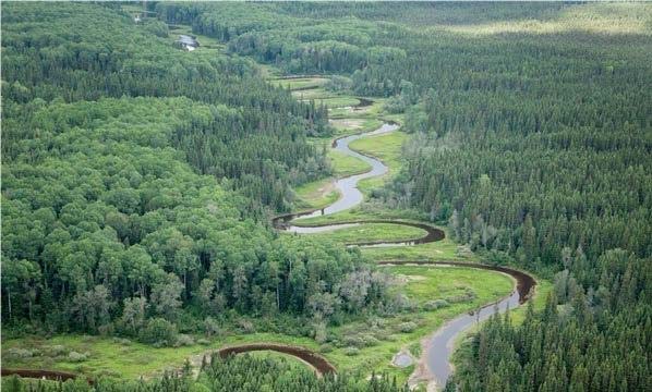 Rừng cây Boreal thường thấy ở khu vực Alaska và miền bắc Canada