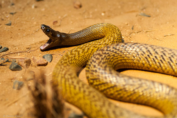 Rắn Taipan nội địa