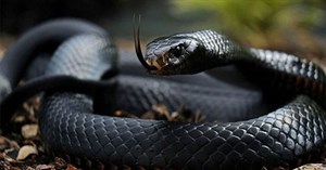 9 loài rắn độc nhất thế giới