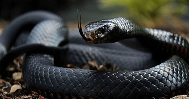 9 loài rắn độc nhất thế giới - QuanTriMang.com