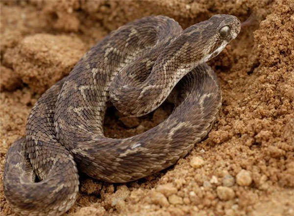 Rắn hổ lục (Viper)