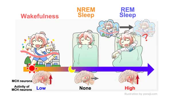 Các tế bào thần kinh MCH hoạt động mạnh mẽ nhất trong chu kỳ giấc ngủ REM 