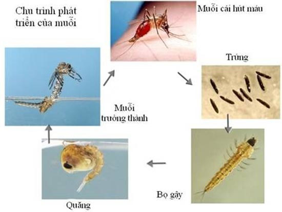 Chu kỳ phát triển của muỗi vằn Aedes
