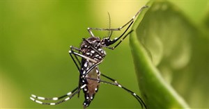 Nhận biết muỗi vằn Aedes hút máu truyền bệnh sốt xuất huyết cho con người