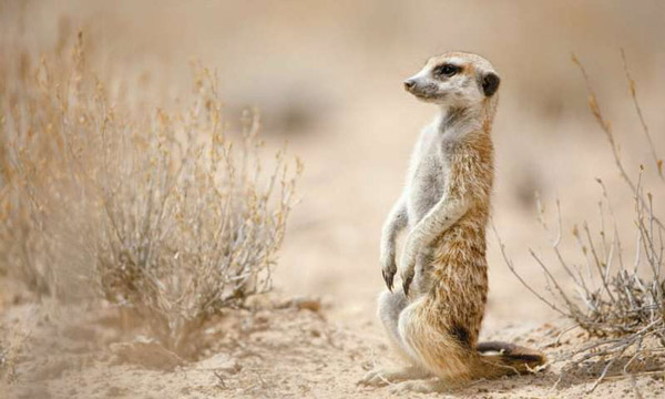 Loài Meerkat đứng bằng đuôi.