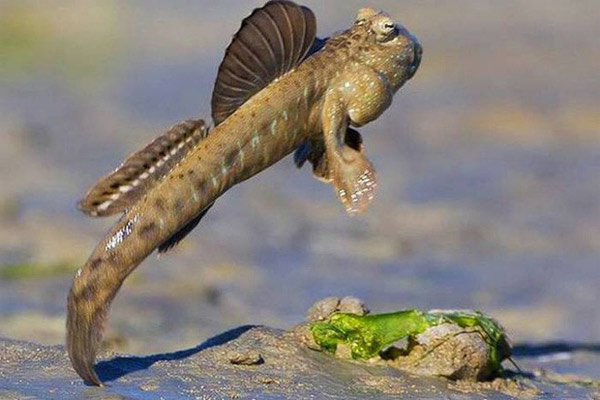 Cá thòi lòi thích ăn côn trùng, giun và những con cá thòi lòi nhỏ khác