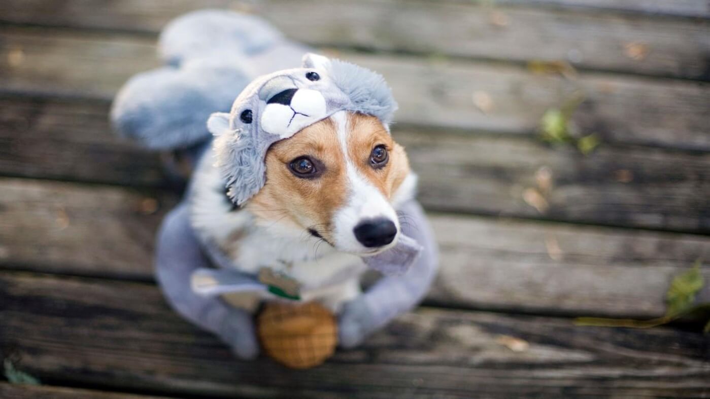 Hình nền cún Halloween