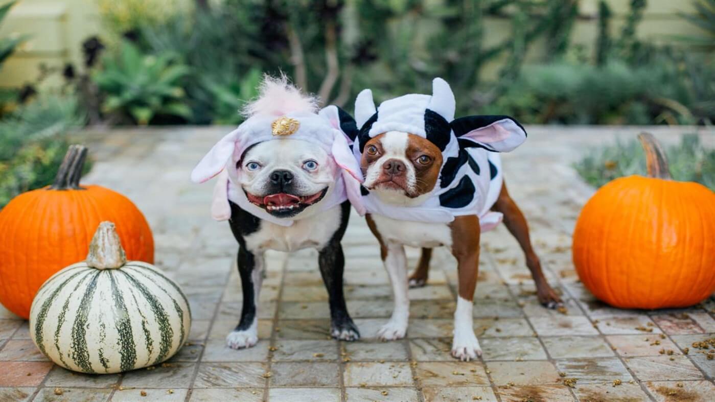 Hình nền cún chủ đề Halloween