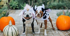 Mời tải hình nền cún 4K chủ đề Halloween của Microsoft