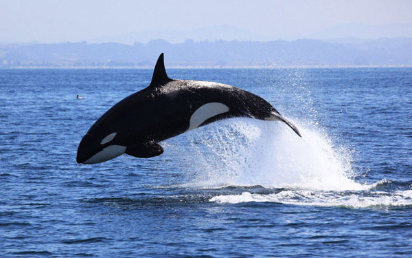 Cá voi sát thủ (Orcinus orca)