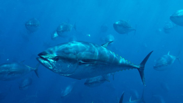 Cá ngừ vây xanh Đại Tây Dương