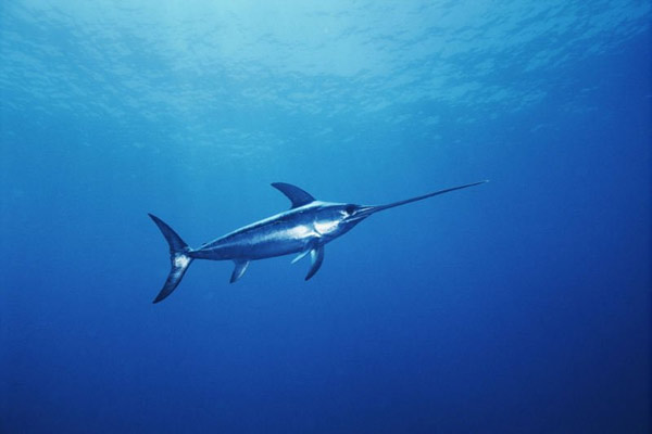Cá kiếm (Swordfish)